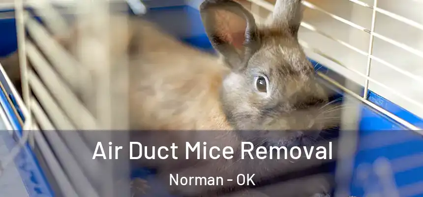  Air Duct Mice Removal Norman - OK